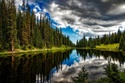 Wow. Take a Look at That Forest!