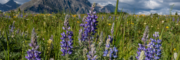 Spring Financial Planning