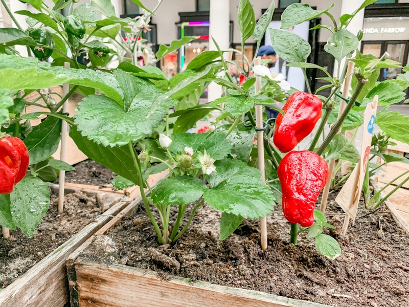 Garden Math Economics: Cultivating Wealth and Well-Being