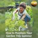 How to Maintain Your Garden This Summer