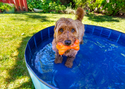 August Market Monitor: Dog Days of Summer