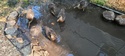 Ducks Almost Ready for Flight