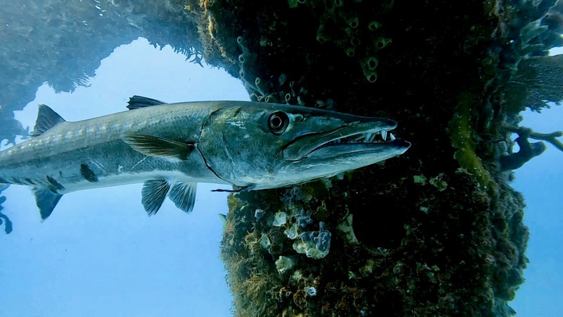 Keeping You Safe from Phishing Scams