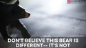 Don’t Believe That This Bear is Different – It’s Not