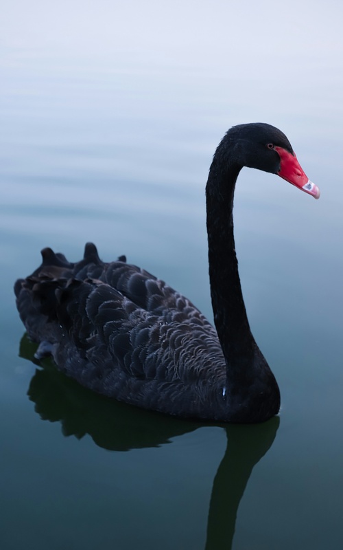 Financial Planning Lessons for a World of Black Swans