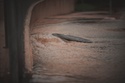 Should New York Residents Consider Flood Insurance?