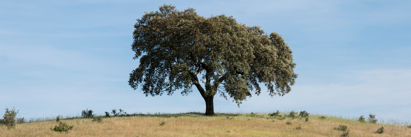 Preparing the Next Generation: The Right Time to Start the Inheritance Conversation