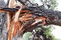How does your home policy respond to fallen trees