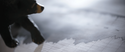 A New Financial Crisis or a Typical Bear Market?