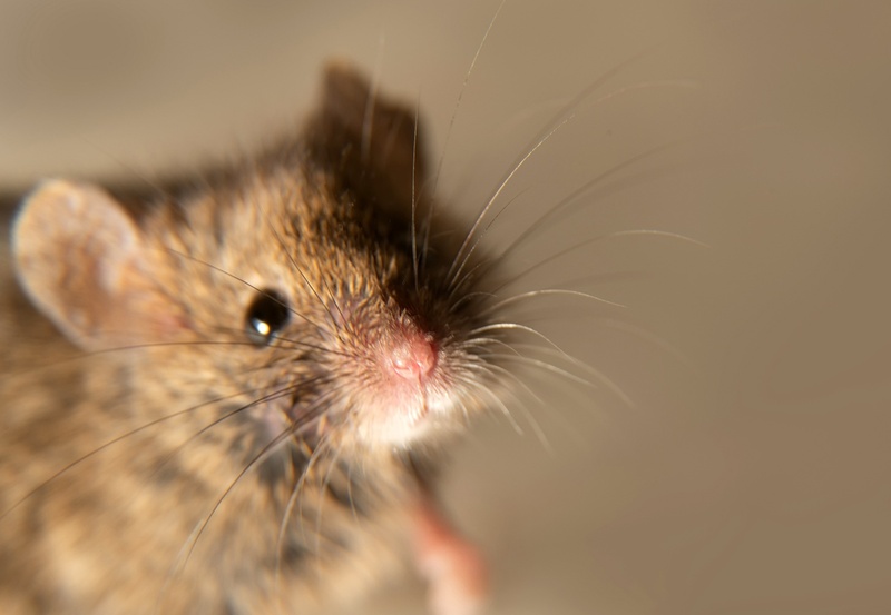 How to Keep Mice Out of Your RV