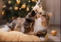 ‘Tis the season for pet safety