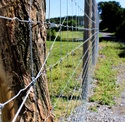 Barbed Wires