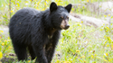 A Survival Guide for a Bear Market