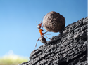 Observe the ant