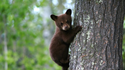 A Survival Guide for a Bear Market