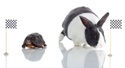 Markets in a Minute: What the Tortoise and the Hare Can Teach Us About Investing
