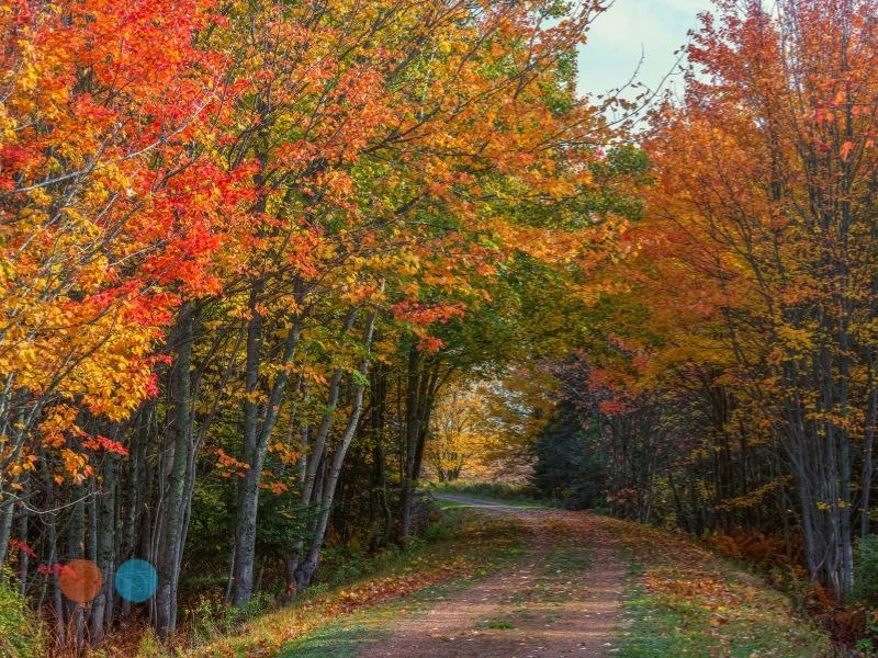 Fall Financial Planning: Strategies to Keep Your Finances in Check