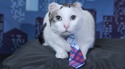 Cascades Humane Society Calendar Fundraiser