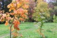 “Giving Thanks – Putting Things in Perspective”