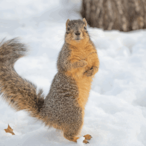 “Chasing Squirrels” — A Lesson in Long-Term Investing