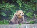 How To Survive A Bear Attack