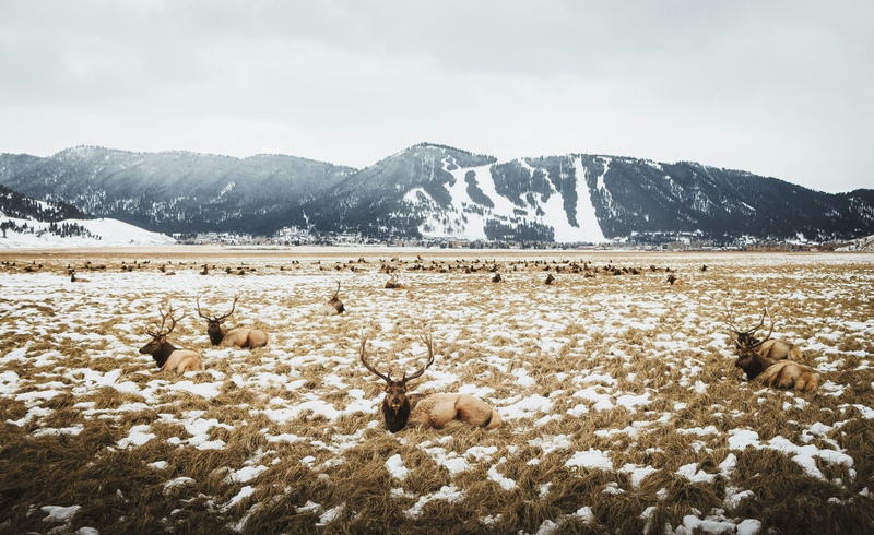 Wildlife Collisions: Does Your Auto Policy Cover Deer or Elk Damage?