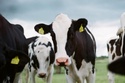 Insuring Your Livestock in Casa Grande, AZ: 5 Considerations for Ranchers