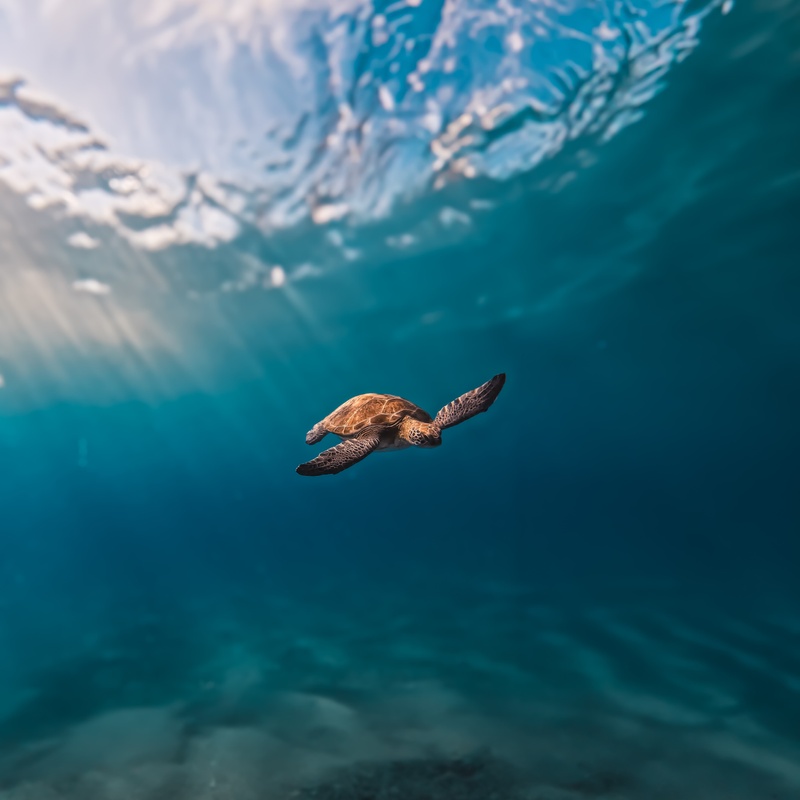 Sustainable Investing: Navigating the Future with Blue and Green Bonds