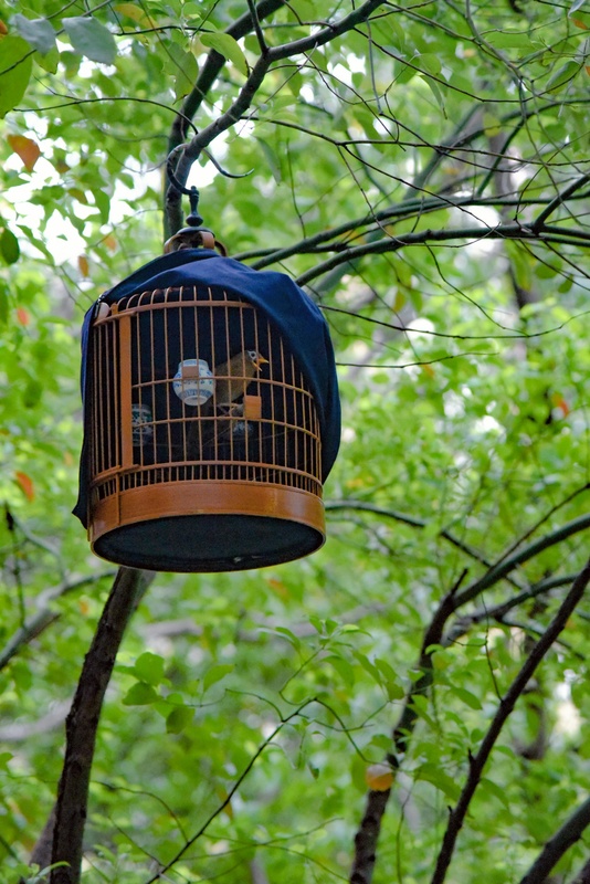 The Caged Bird and the Bat