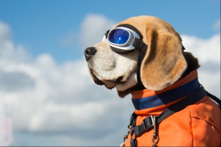 Memorial Day, Musical Monopolies, and Man’s Best Friend
