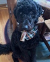 "I have never met a Pet Groomer who wasn't underinsured"