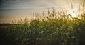 Crop Insurance - Do you have the coverage you need?