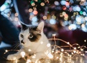 Christmas & New Year's Holiday Hours