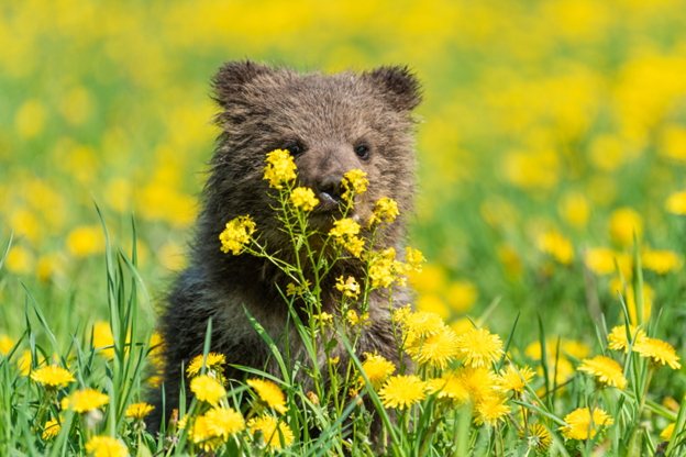 Bytes, Bucks, and Baby Bears