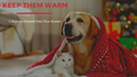 5 Ways to Protect Pets This Winter