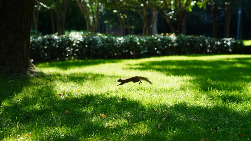 Chasing Squirrels