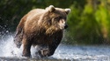 Dog Days of a Bear