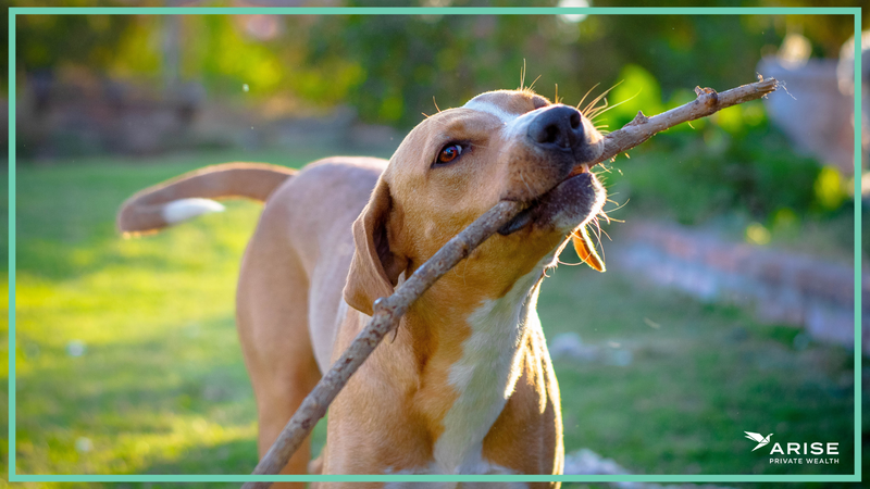 Financial Planning For Your Pets Really is a Thing