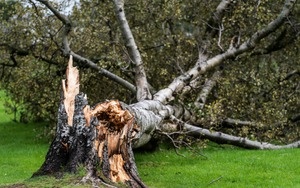 Fallen Tree Damage—Who Pays