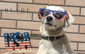 Make Your 4th Pet Friendly! 🧨