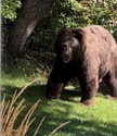 Is this bear about to hibernate?