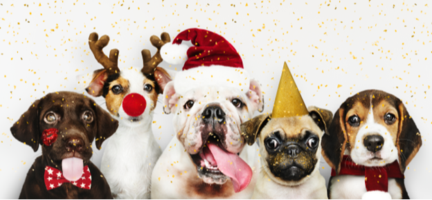 Fortunes, Festivities, and Furry Friends