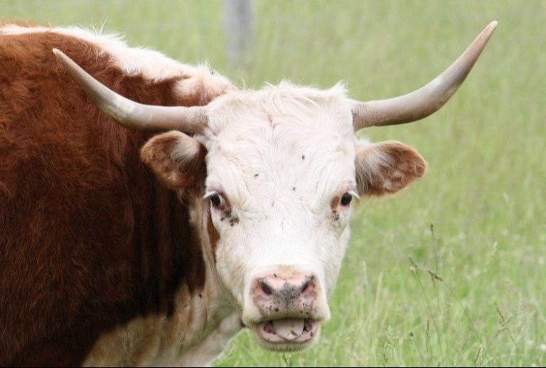 Stock Market Still Bullish