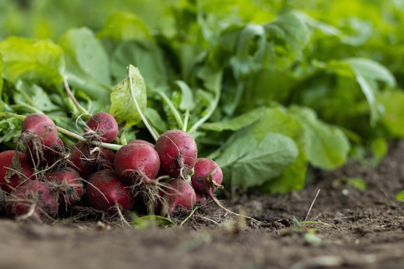 Why Soil Health Matters: The Foundation of the Food We Eat