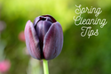 Spring Cleaning