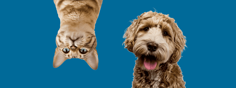 Keeping Your Pets Safe During a Storm