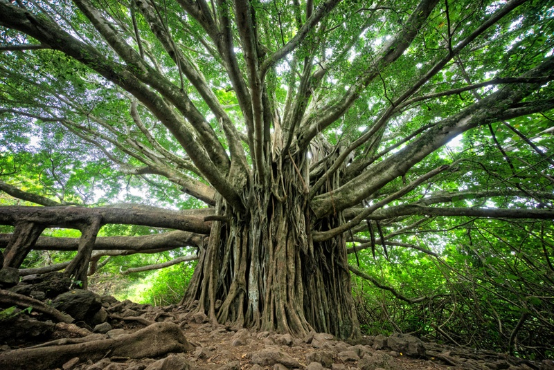 Let's Grow Your Investments | Why Dividends Deserve a Place in Your Portfolio