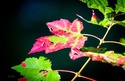 Foliage mid-change