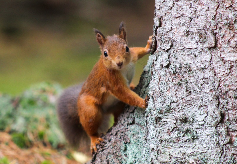 A Nutty Tale