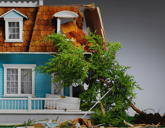 When A Tree Falls - Who Pays?